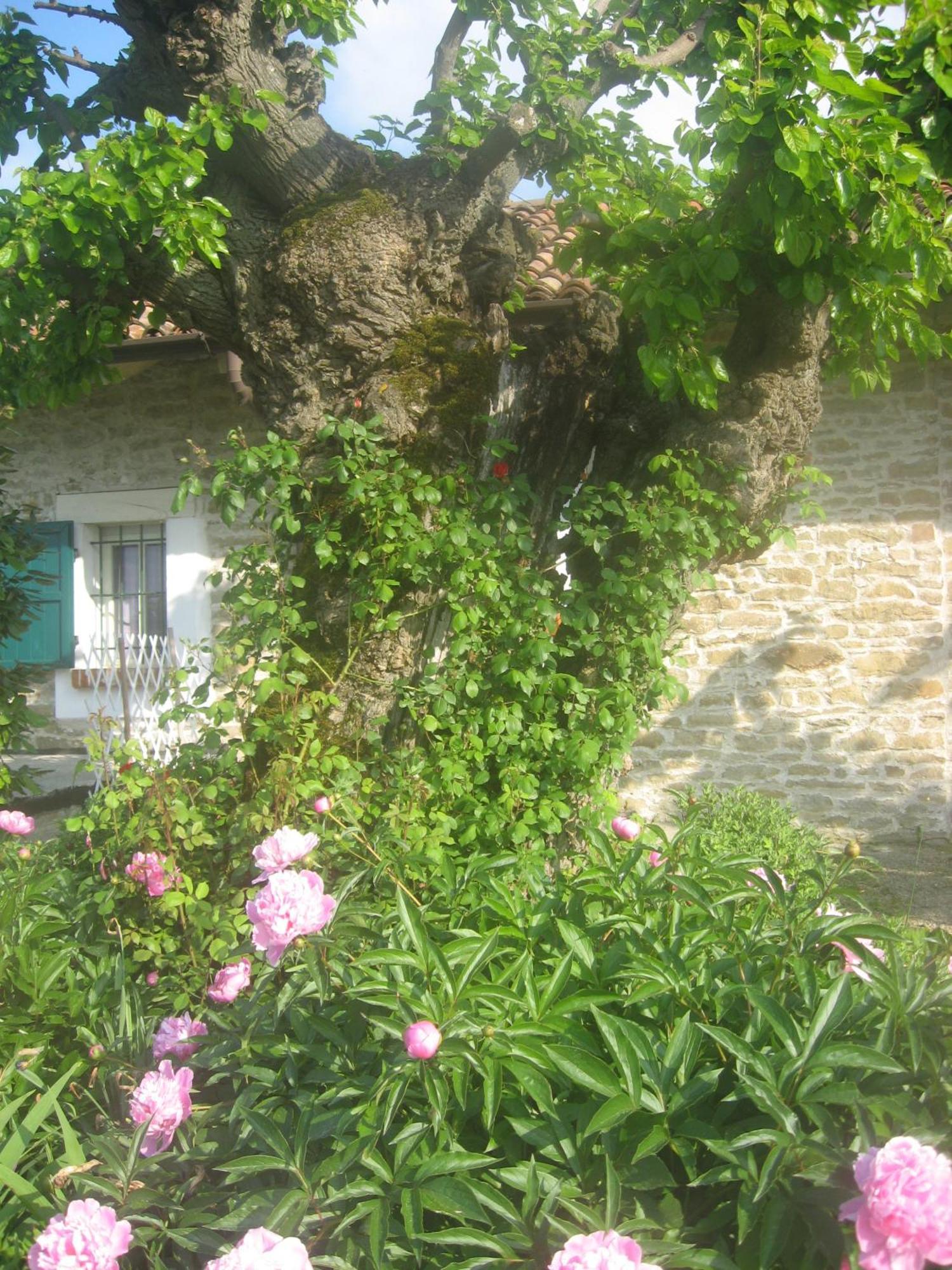 Agriturismo Cascina Serra Cossano Belbo Exterior foto